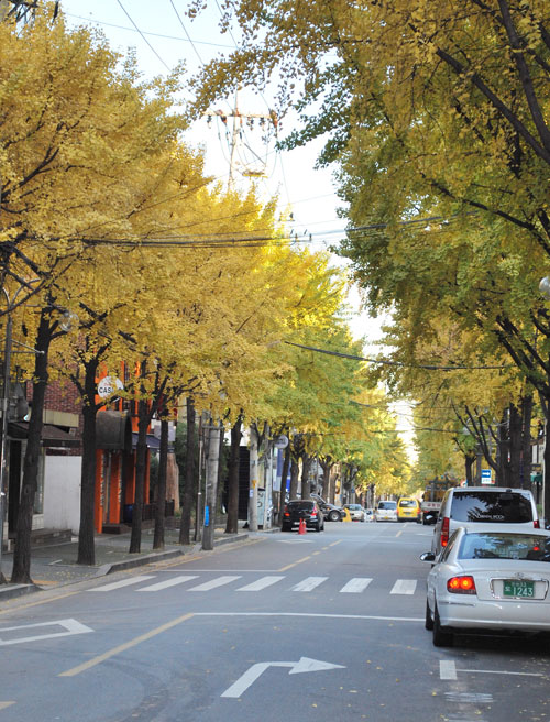 Yellow ginko trees in autumn along Garosugil, in Gangnam’s Sinsa-dong.