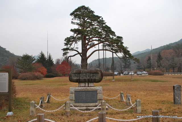 Jeongipumsong Pine Tree at the Beopjusa Buddhist Temple.