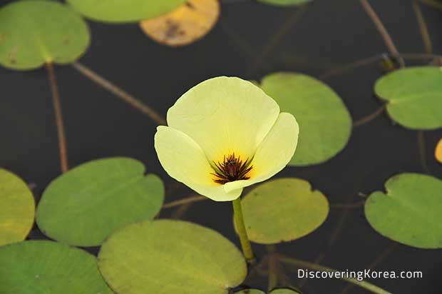Close up of a flower of an aquatic plant, with leaves in the water behind.