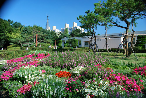 Spring flowers in pink, red, white, and purple with a low white building in the background and trees, with a blue sky and bright sunshine at Boramae Park Seoul.