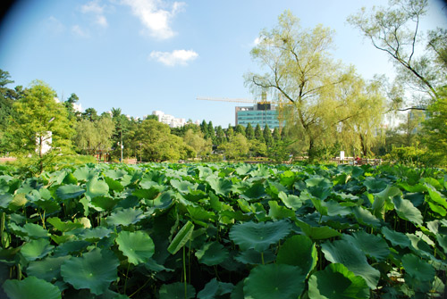 View across a field of vegetation with trees in the background with a blue sky on a sunny day.