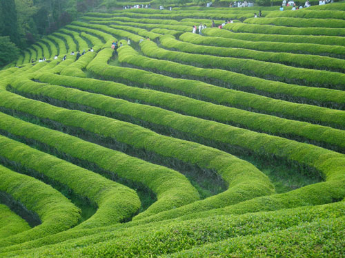 Terraced field on the side of a mountain with bright green hedges, at Boseong, people walking between the hedges.