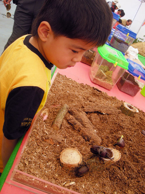 Close up of a child in a yellow and black t shirt looking into a glass enclosure at large beetles.