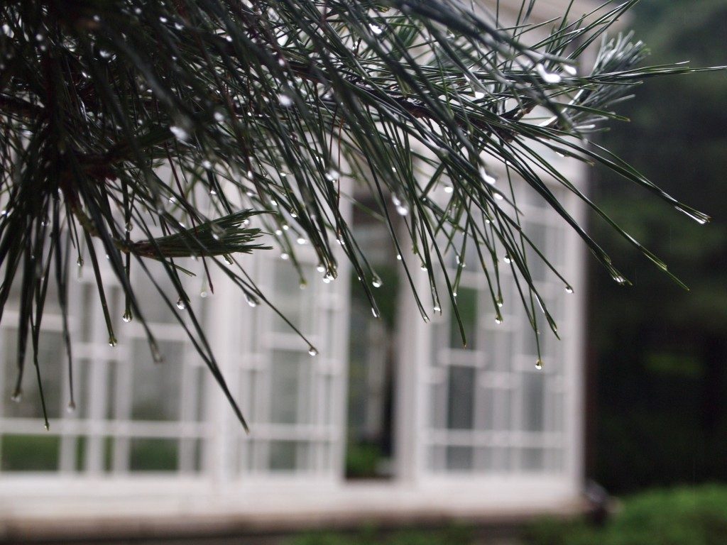 A close up of a pine tree branch with dew drops on the leaves, in the background, Daeonsil glass house in soft focus.