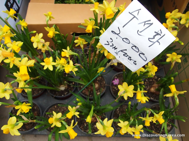 Top down view of small pots with flowering yellow daffodils, and a white price tag with black lettering.
