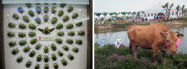 Two images, the left is a glass cabinet showing insects in three circles on a white background. The right image shows a large brown cow in front of a river.