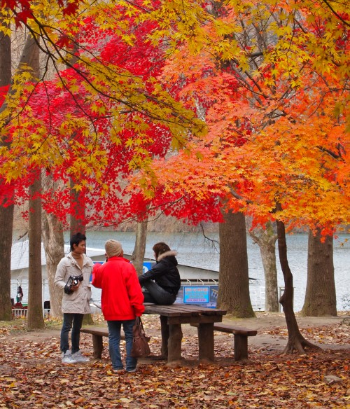 Three people sitting on a bench under a tree with spectacular orange and red autumn leaves, in Korea.