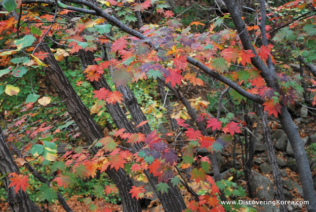 Close up of red, green, yellow and brown leaves in the fall.