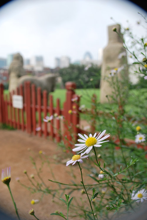 A close up of a white flower with a yellow center, the background is a red gate leading to stone structures of Queen Jeonghyeon's tomb, in soft focus.