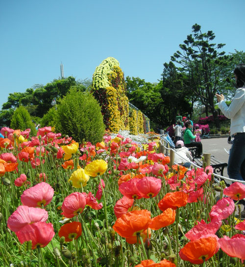 Red, orange, and yellow flowers in Freedom Park, Incheon. To the right of the picture are people taking photos, and the background is blue sky and vegetation.