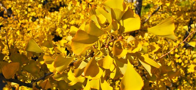 Close up of bright yellow gingko leaves and fruit.