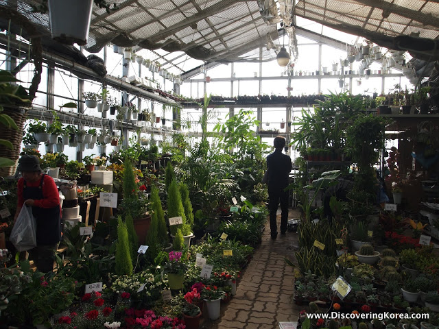 Inside a glasshouse at Yangjae flower market, a path down the middle with a person walking, to either side various potted plants and trees with price tags.