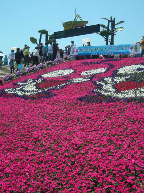 Lots of pink flowers on a slope next to stairs leading up to the Hampyeong butterfly festival.