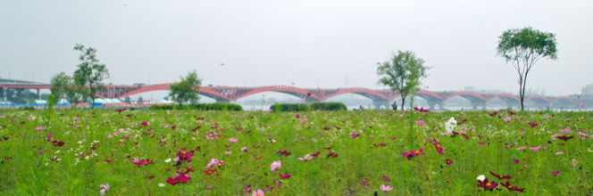 A field of flowers along side of the Hangang river in Seoul.