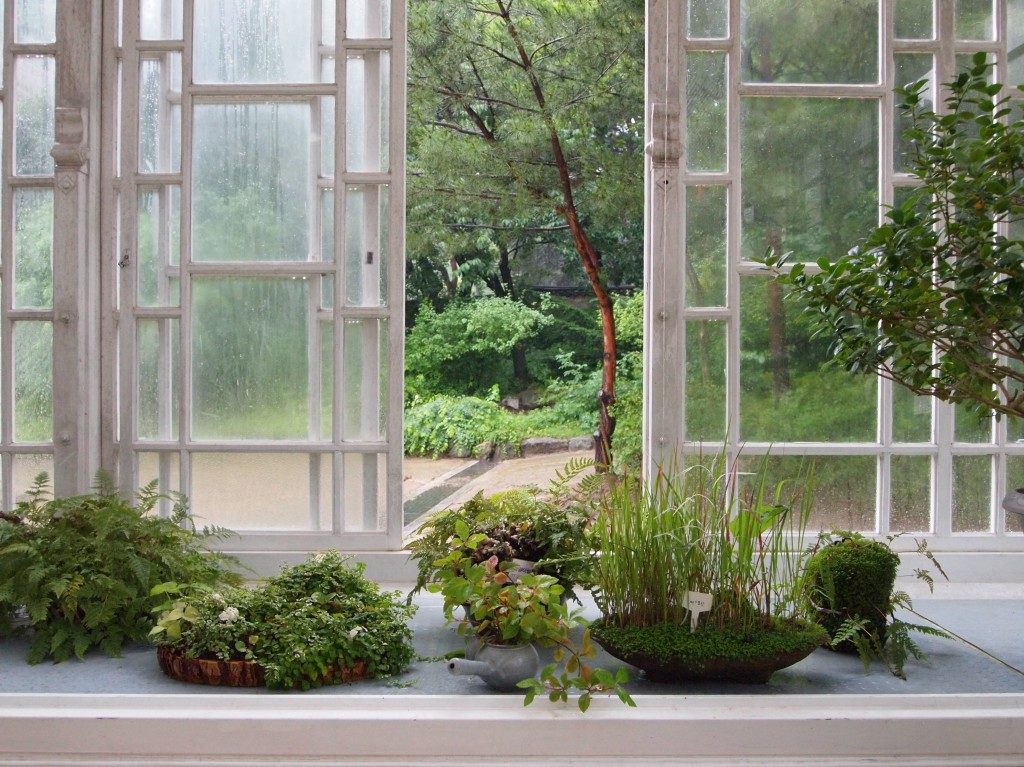 View out of a window at Daeonsil, white framed, to the inside, small succulent plants sit on a windowsill, and through the window a courtyard and vegetation.