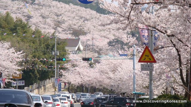 An urban setting in the city shows the streets and hillside covered in pink cherry blossom blooms.