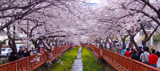 Rows of ornamental cherry trees in bloom line a promenade during the Jinhae Cherry Blossom Festival