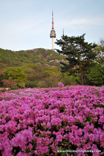 Close up of a mass of pink flowers, with bushes behind, overlooking a thin spire.