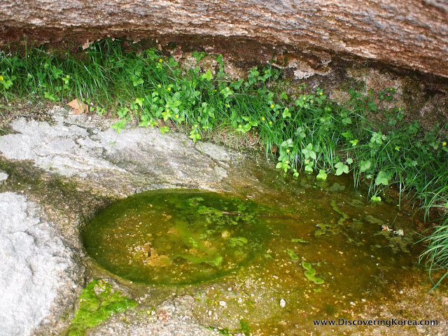 Close up of a rock, with a small pool filled with water, algae and some grass behind.