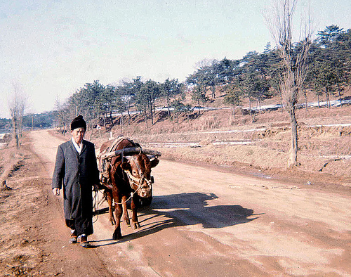 A Korean man to the right of the frame walks an ox pulling a cart along a dirt track. Dry grass and trees in the background and to the right of the frame.