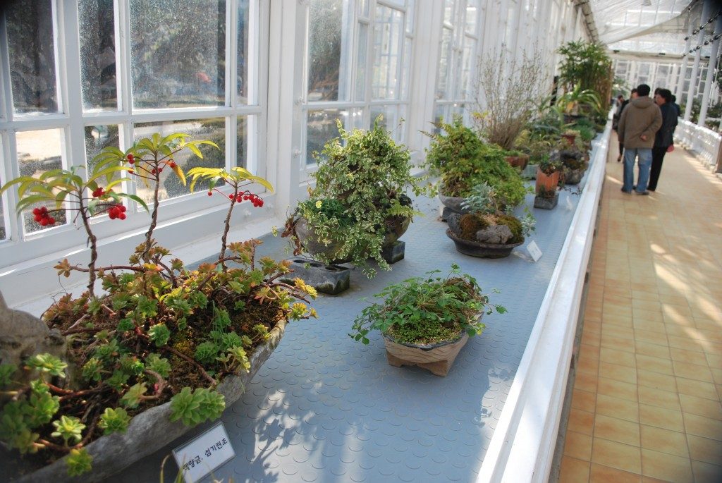 A shelf at Daeonsil glass house, light blue with pots of small shrubs, to the right of the frame is a tiled walkway with people.