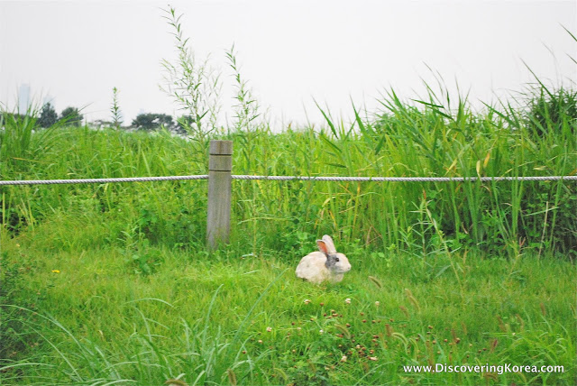 A small rabbit in the grass, at Haneul park, with long grass in the background and a wooden post and rope boundary, on a cloudy day.