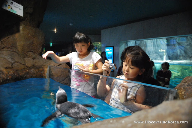 Two children looking at a penguin in a glass tank. In the background is a large fish tank at seaworld 63 building.