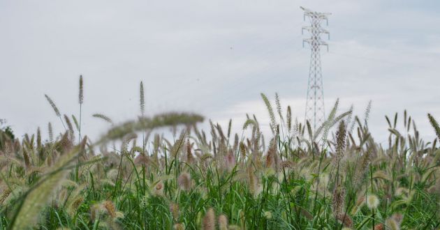 A close up view of grass and grass seeds towards a pylon in the background on a cloudy day.