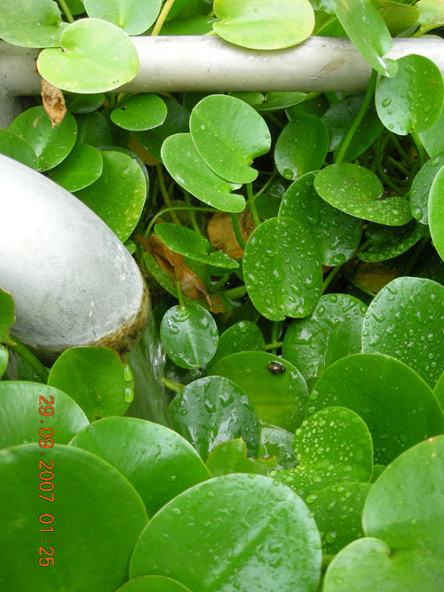 Close up of water plants on Seonyudo with a pipe to the left and top of the frame.