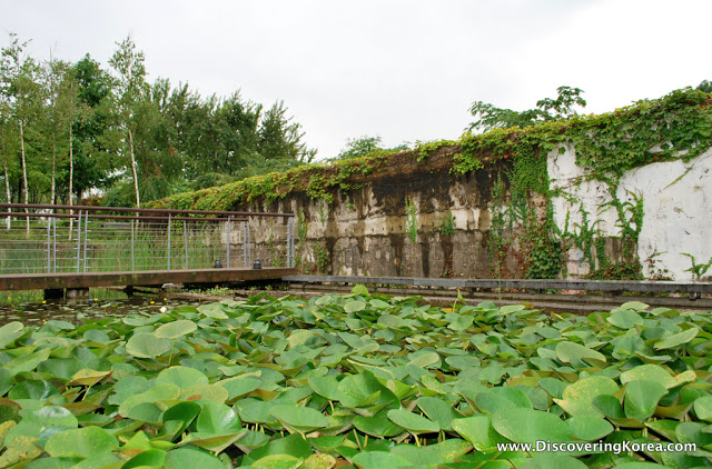 Close up of water plants on Seonyudo island, with a wall in the background partially covered with ivy, and a small footbridge to the left of the frame.