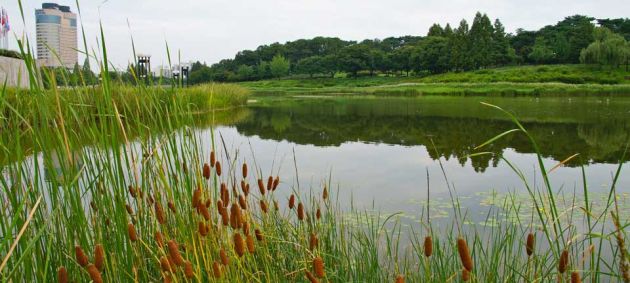 View over a lake in Seoul Olympic Park, in the foreground are long grasses with red seed heads, to the left of the lake is a tall building and the across the lake in the center and right of the frame is a view across grasslands towards trees and bushes.