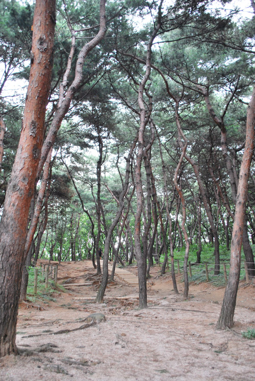 A wooded area with pine trees, a sandy forest floor and in the distance a pathway leading through the woods.