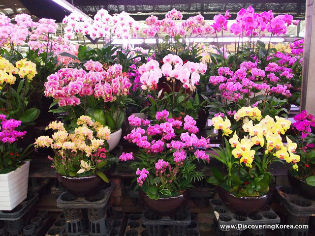 Pots of orchids, some pink, some pink and white, others yellow, and yellow and pink. All in black pots.