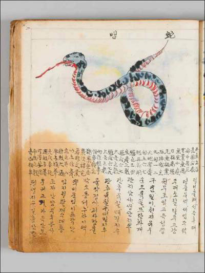 A page of an antique book, showing at the top, a drawing of a snake, black and gray on top, and red and white below, with it's tongue out. Below the snake is Korean writing.