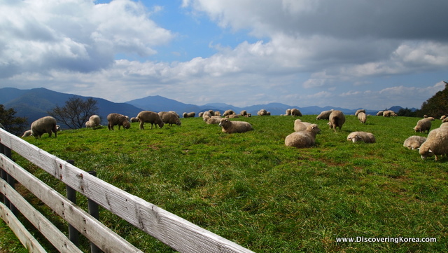 Sheep lying down in the lush pasture of Daegwallyeong sheep farm, with blue sky and clouds in the background.