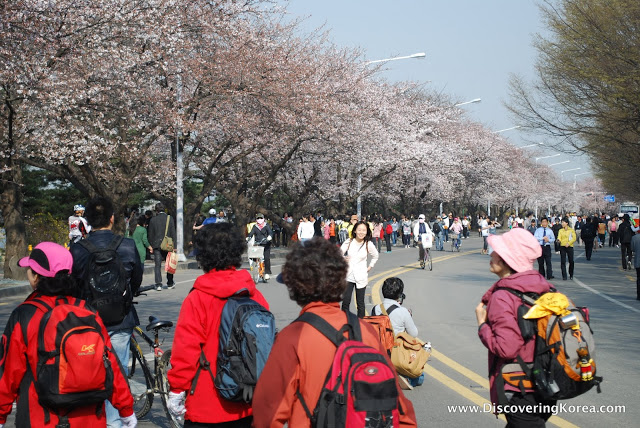 A street full of pedestrians, closed to traffic with cherry blossoms lining one side, during the Yeouido spring flowers festival.